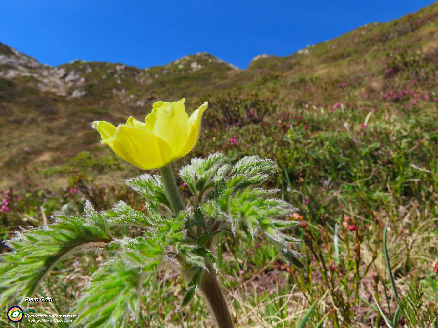 36 Pulsatilla alpina sulphurea (Anemone alpino).JPG